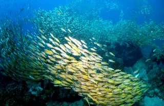 Scuba Diving Adventure