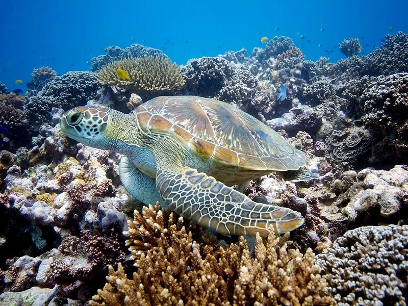 Nosy Tanihely Excursion