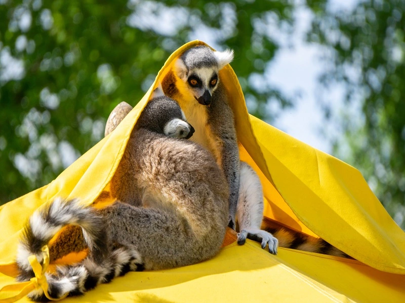 Nosy Komba Excursion