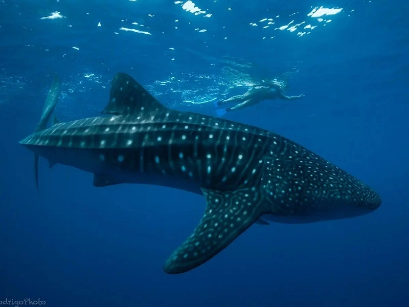 Whale Safari in Nosy Be