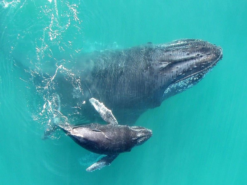 Whale Safari in Nosy Be