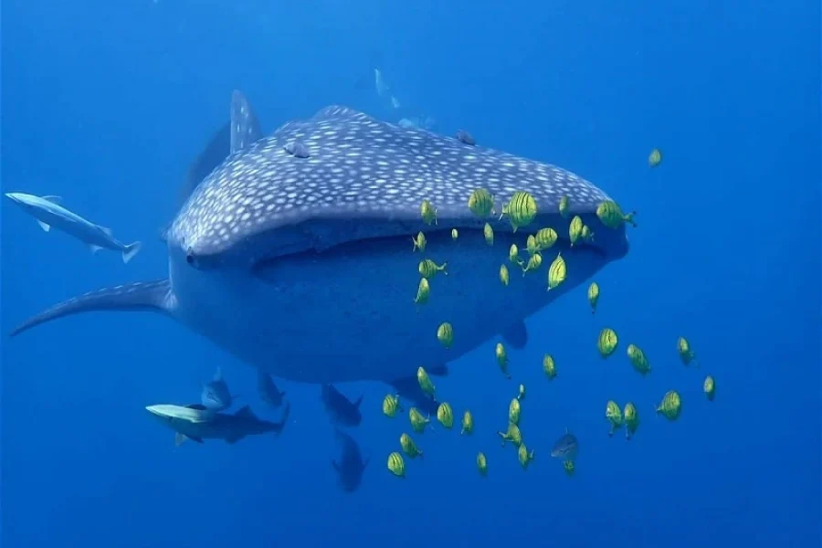 Whale Safari in Nosy Be