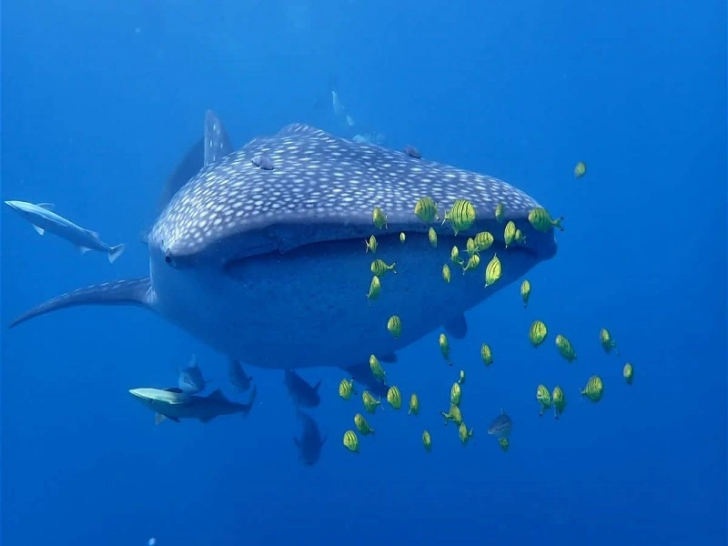 Whale Safari in Nosy Be