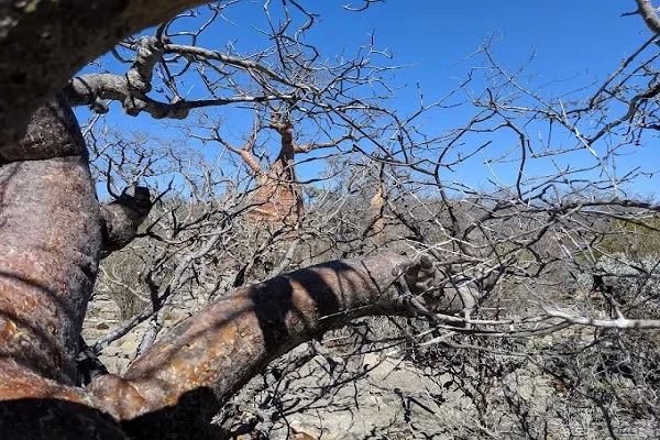 Tsimanampetsotsa Park – Flamingos & Baobabs Tour