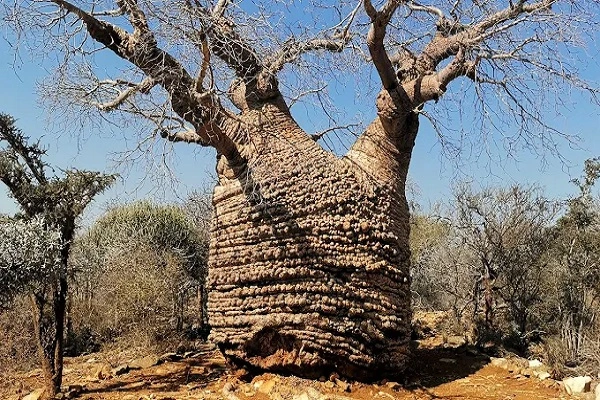 Tsimanampetsotsa Park – Flamingos & Baobabs Tour
