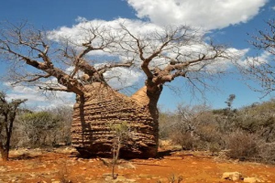 Baobab Parc National Tsimanampetsotsa