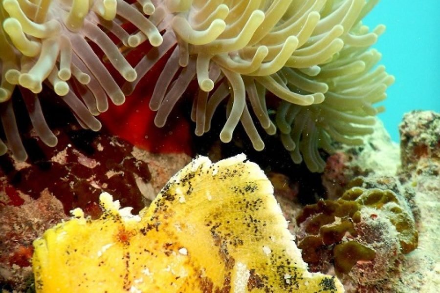 Scuba Diving and Snorkeling in Tuléar